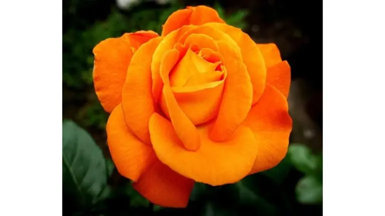 5 errores comunes que arruinan tus rosales (y cómo solucionarlos)