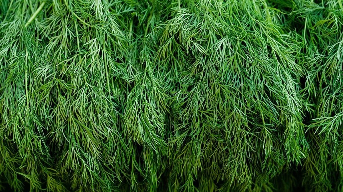 7 días con eneldo y mi vientre dejó de hincharse: el secreto está en una cucharadita