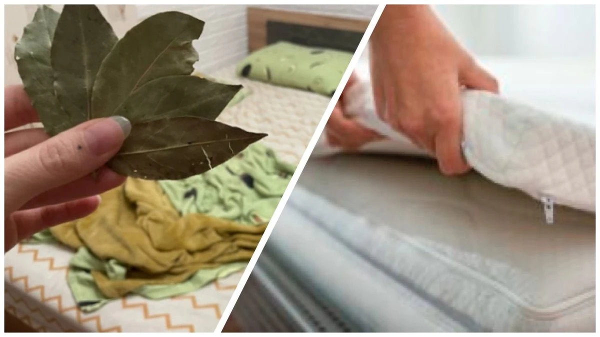 7 hojas de laurel bajo el colchón cada sábado: El secreto de mi abuela para dormir mejor y ahuyentar insectos