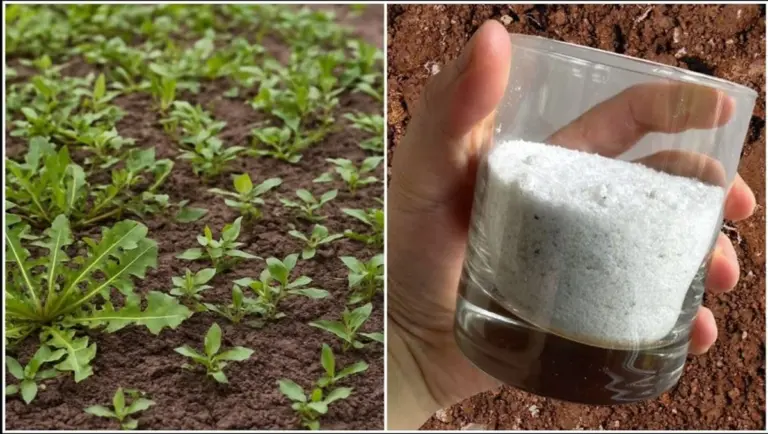 Adiós malas hierbas: cómo 10 paquetes de sal por 5 euros mantienen tu jardín libre de malezas toda la temporada