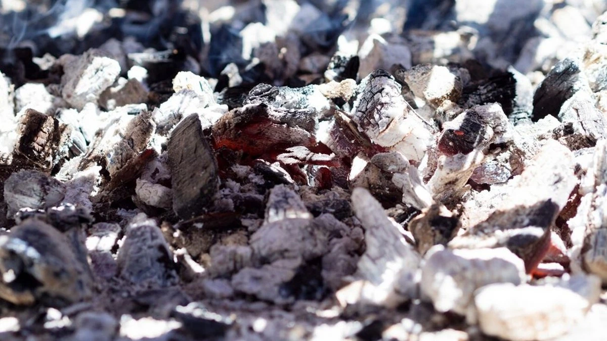 ceniza de madera suelo jardin plantas arandanos hortensias