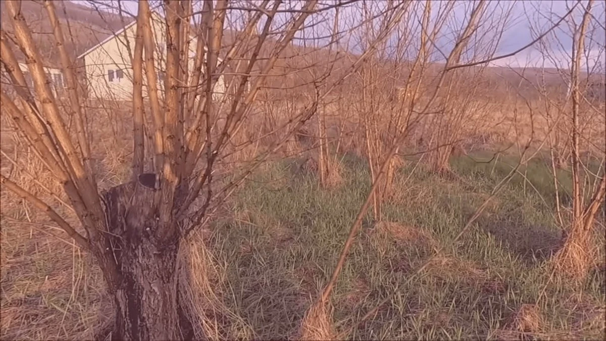 Cómo eliminar árboles que vuelven a crecer sin esfuerzo: el método del abuelo de 30 años