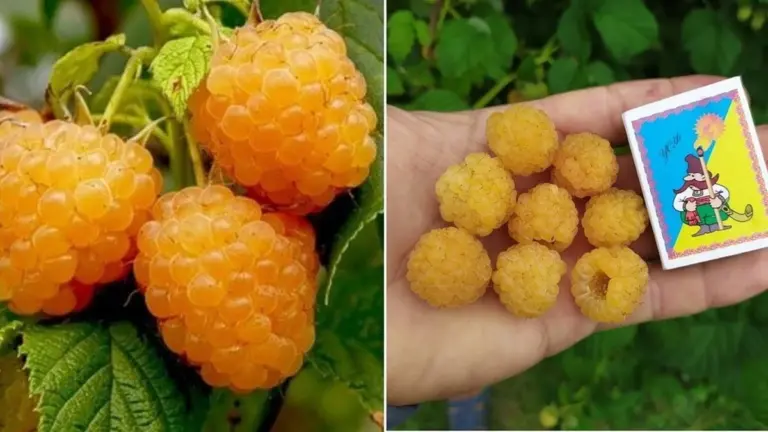 Cómo mi hija alérgica a las frambuesas ahora las devora: cultivamos la variedad que sí puede comer