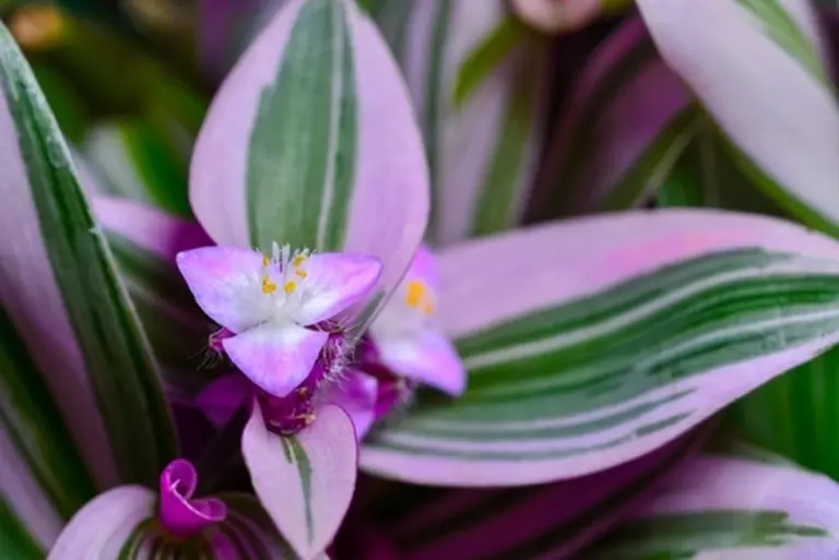 Comprobé una planta decorativa y curó la picadura de mi hijo: ahora es mi botiquín