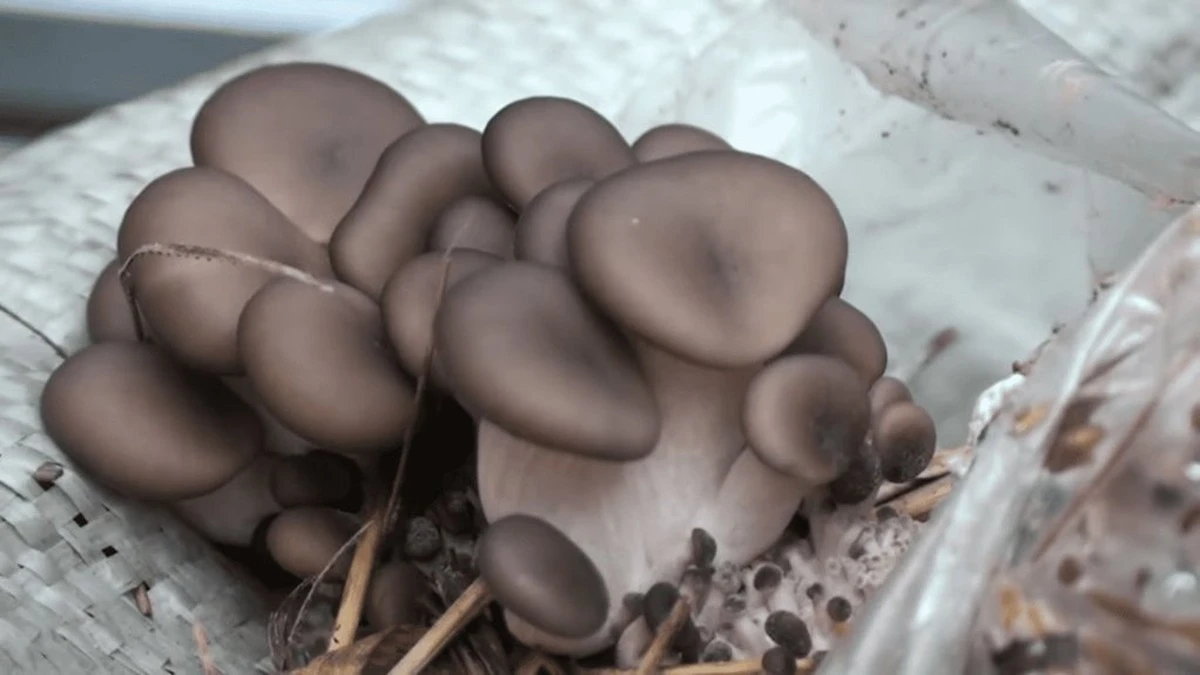 Cultiva champiñones en casa por centavos y olvídate de pagar 8-12 €/kg