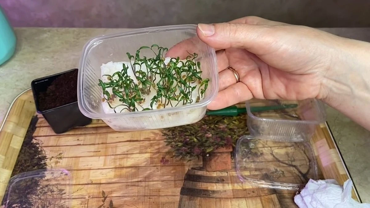 Cultiva lechugas en tu alféizar en febrero: Mi cosecha secreta en 3 semanas