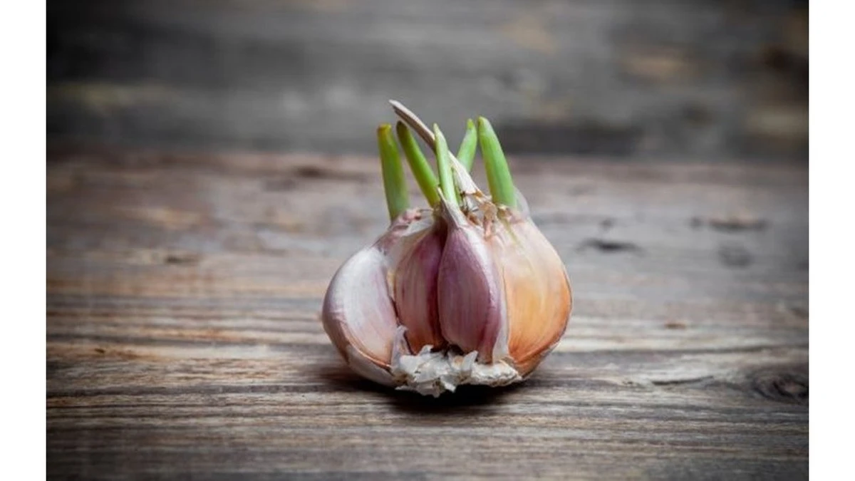 El ajo brotado: la parte más saludable que hemos estado tirando a la basura toda la vida