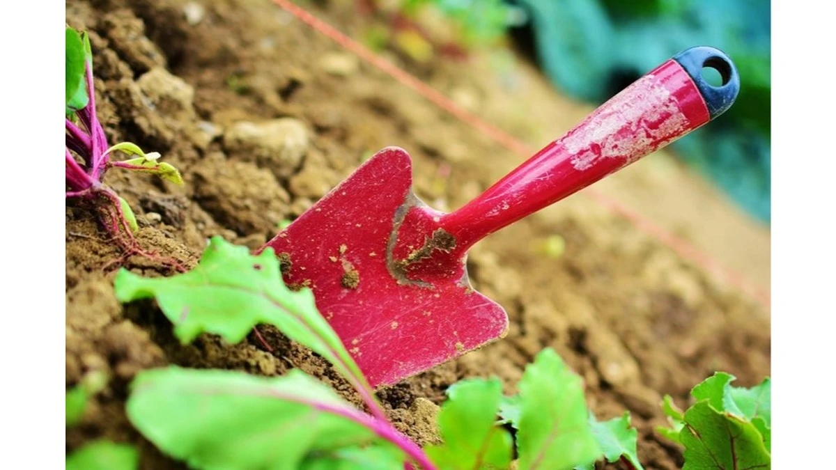 El secreto de 20 años: este trío de ingredientes transforma tu huerto en tierra fértil