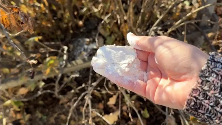 El secreto de 20 gramos de urea en marzo para duplicar tu cosecha de grosellas