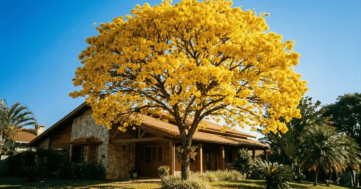 El secreto del árbol que ilumina tu fachada y protege tu piso