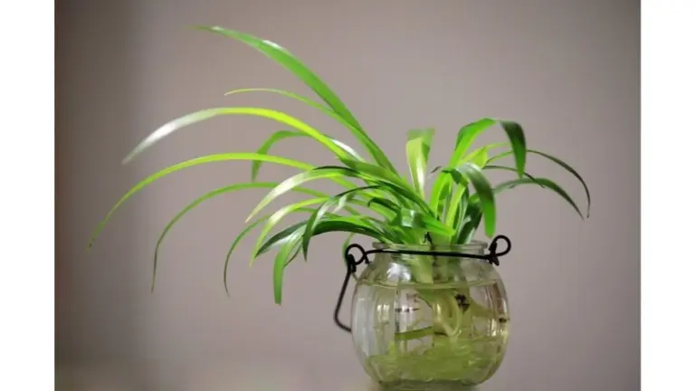 El secreto de mi abuela para revitalizar plantas: levadura, azúcar y agua devuelven la vida en 7 días
