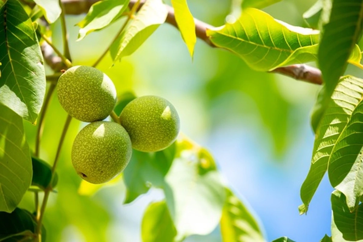 El secreto verde de mi abuela: recolectaba nueces en junio y hoy sé por qué todos deberían hacerlo