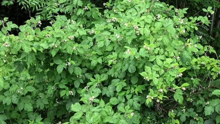 Esta baya crece en el jardín de cada español, y su verdadero valor me sorprendió tras un análisis de sangre