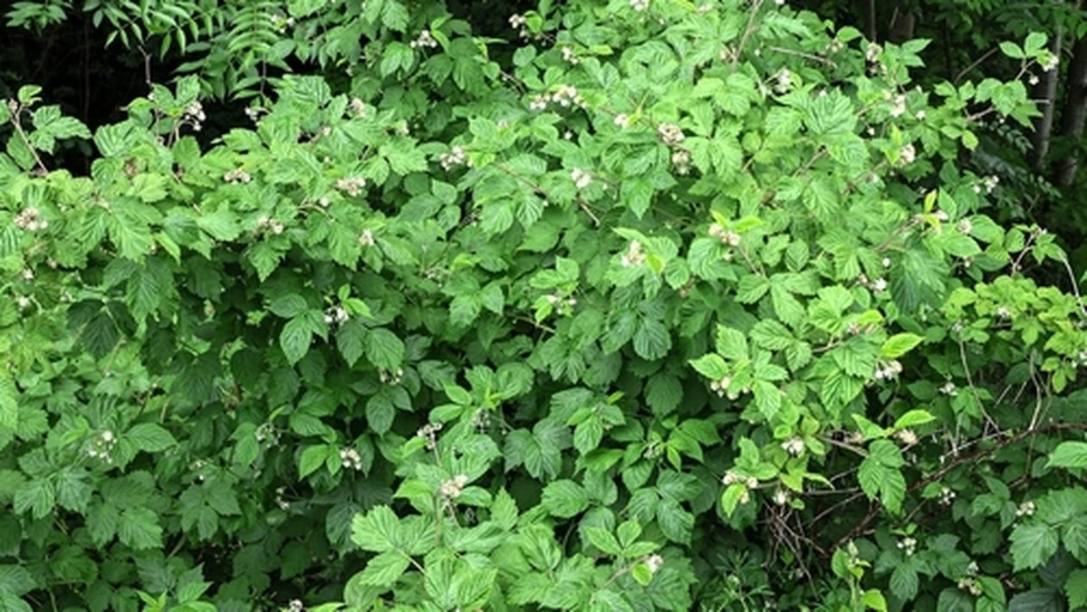 Esta baya crece en el jardín de cada español, y su verdadero valor me sorprendió tras un análisis de sangre