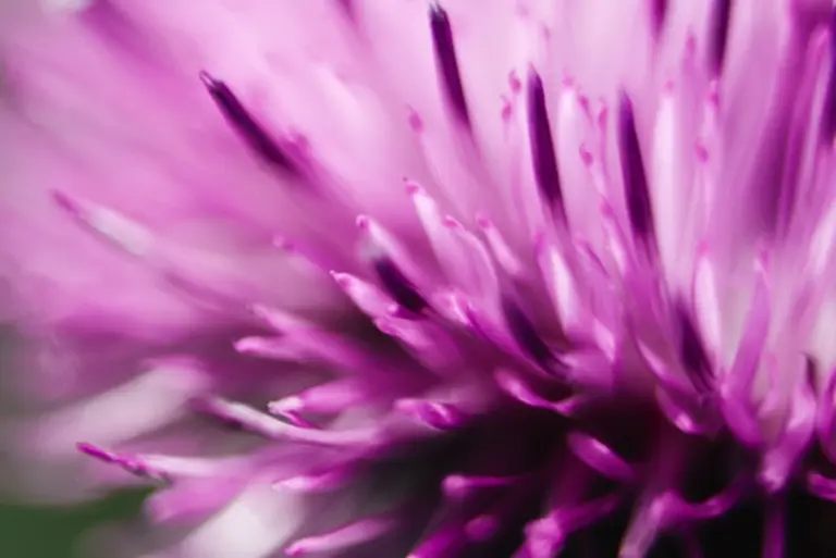 La farmacéutica me explicó por qué mi dosis de cardo mariano no funcionaba tras medio año tomándolo a diario