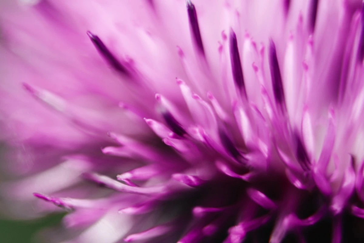 La farmacéutica me explicó por qué mi dosis de cardo mariano no funcionaba tras medio año tomándolo a diario