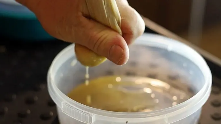 La receta de mi abuela para que las semillas germinen en 3 días (mi vecino está asombrado)