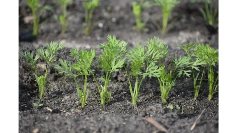 La técnica secreta del abuelo para cultivar zanahorias perfectas sin esfuerzo