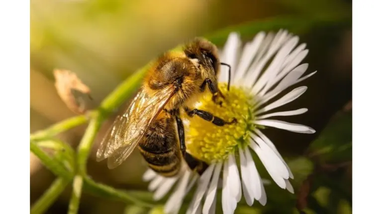 Mi abuela ponía cuencos con sirope de azúcar cerca de los huertos, me explicó por qué y me sorprendió