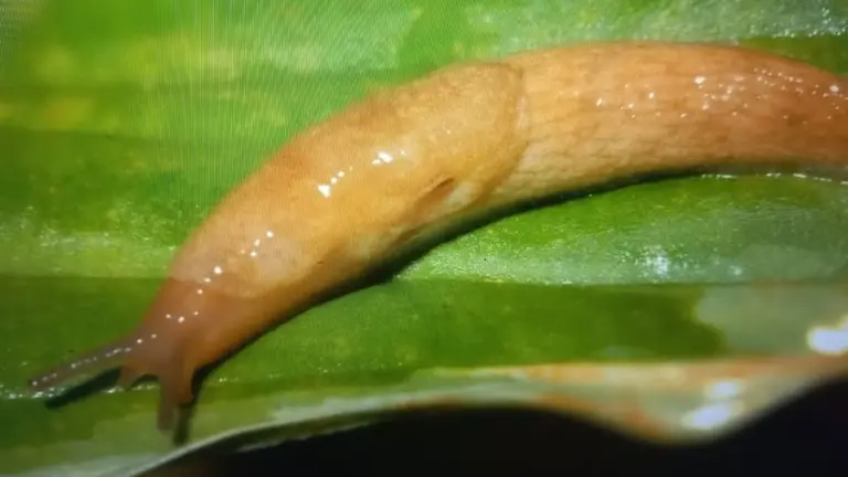 Por qué tu huerto es devorado por las babosas y cómo evitarlo: un truco infalible