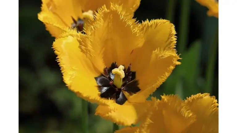 Tulipanes floreciendo 7 semanas: el truco del jardinero holandés que probé en España